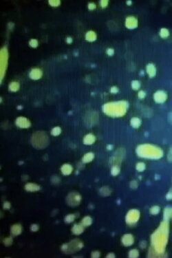 THE DREAM OF FISH (1995) THE DREAM OF FISH (1995)