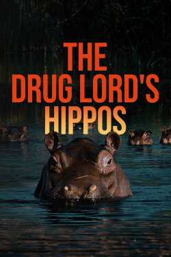 The Drug Lord's Hippos (2024)