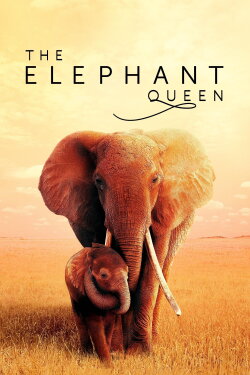 The Elephant Queen (2019) The Elephant Queen (2019)