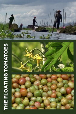 The Floating Tomatoes (2010)