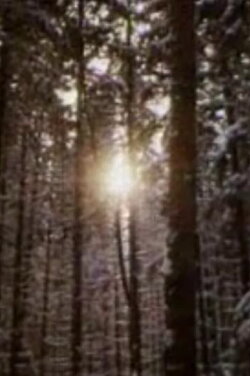 The Forest and the Man (1966)