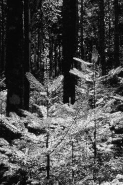 The Forest and The Sea (2024) The Forest and The Sea (2024)