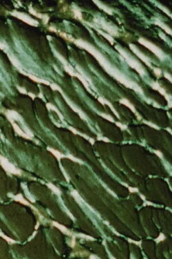 The Galilean Satellites - Europa (2003) The Galilean Satellites - Europa (2003)