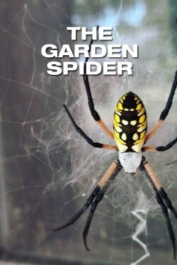 The Garden Spider (1952) The Garden Spider (1952)