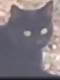 The Gaze (2019)
