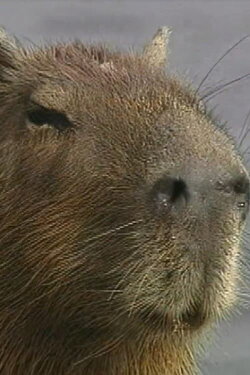 The Giant Capybara (1995)