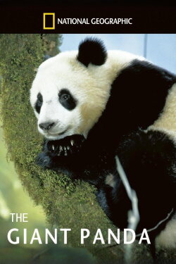 The Giant Panda (2010) The Giant Panda (2010)