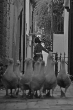 The Gooseherd (2017)