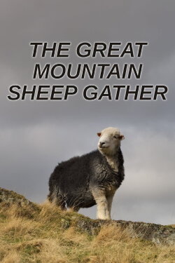 The Great Mountain Sheep Gather (2020) The Great Mountain Sheep Gather (2020)