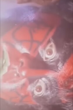 The Great Muta: The Origin Of The Demon (1995) The Great Muta: The Origin Of The Demon (1995)