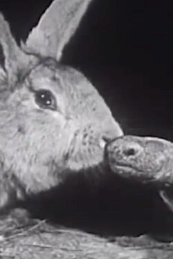 The Hare and the Tortoise (1947) The Hare and the Tortoise (1947)