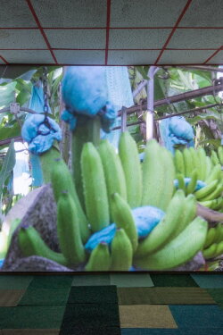 The Inner Life of Exterior Plants (2019) The Inner Life of Exterior Plants (2019)