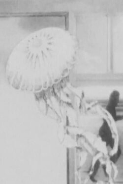 The Jellyfish (1973) The Jellyfish (1973)