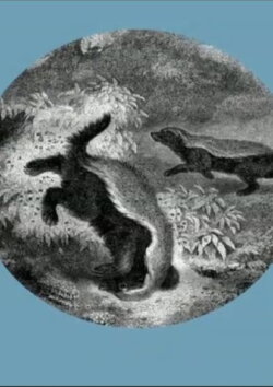 The Kiss of the Honey Badger (2019) The Kiss of the Honey Badger (2019)