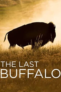 The Last Buffalo (2017) The Last Buffalo (2017)