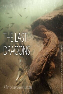 The Last Dragons: Protecting Appalachia's Hellbenders (2015) The Last Dragons: Protecting Appalachia's Hellbenders (2015)