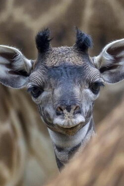 The Last Giraffe (2018)