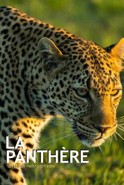 The Leopardess (2020) The Leopardess (2020)