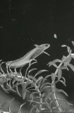 The Life Cycle of the Newt (1942) The Life Cycle of the Newt (1942)