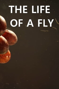 The Life of a Fly (2019) The Life of a Fly (2019)