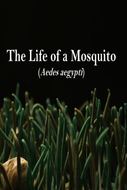 The Life of a Mosquito (2020) The Life of a Mosquito (2020)