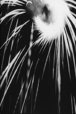 The Light Penetrates the Dark (1931) The Light Penetrates the Dark (1931)