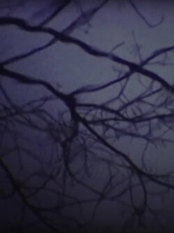 The Luminous Undergrowth (2001)