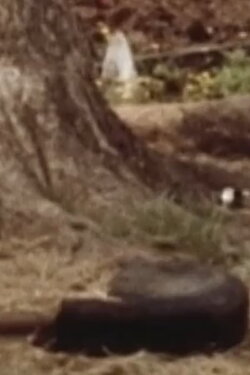 The Mayberry Practice Calf (2012) The Mayberry Practice Calf (2012)