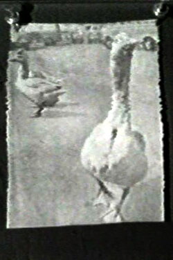 The Meaning of Various News Photos to Ed Henderson (1973)