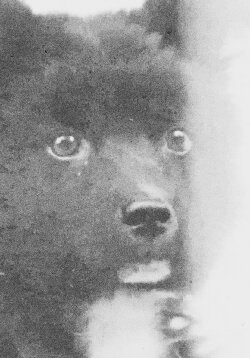 The Middle Dog's Day (1974) The Middle Dog's Day (1974)