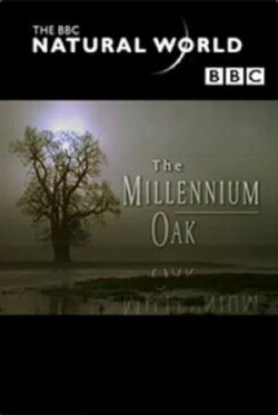 The Millennium Oak (1999) The Millennium Oak (1999)