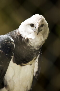 The Monkey-Eating Eagle of the Orinoco (2010) The Monkey-Eating Eagle of the Orinoco (2010)