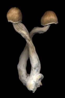 The Mushroom Archive (2022) The Mushroom Archive (2022)