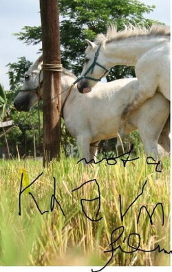 The Muzzled Horse of an Engineer in Search of Mechanical Saddles (2008) The Muzzled Horse of an Engineer in Search of Mechanical Saddles (2008)