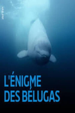 The Mystery of the Belugas (2017) The Mystery of the Belugas (2017)