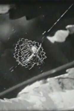 The Native Trees of Stradbroke Island (1963) The Native Trees of Stradbroke Island (1963)