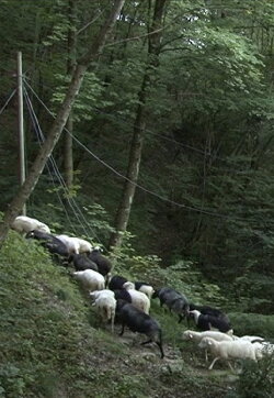 The New Wild: Life in the Abandoned Lands (2017) The New Wild: Life in the Abandoned Lands (2017)