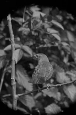 The Nightingale (1932) The Nightingale (1932)