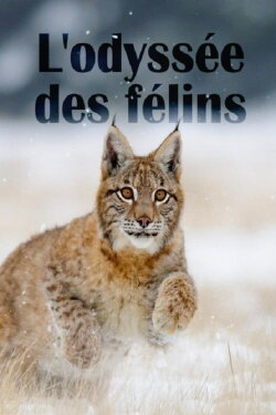 The Odyssey Of Felines (2015) The Odyssey Of Felines (2015)