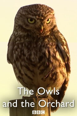 The Owls and the Orchard (2005) The Owls and the Orchard (2005)