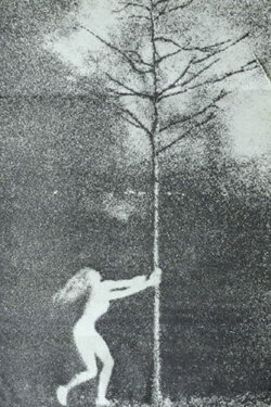 The Phallic Forest (1970)