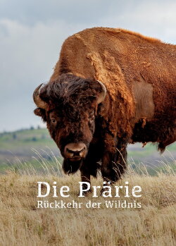 The Prairie; Return of the Wild (2019) The Prairie; Return of the Wild (2019)