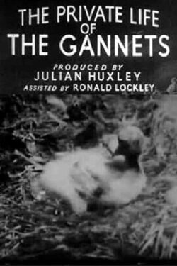 The Private Life of the Gannets (1934) The Private Life of the Gannets (1934)