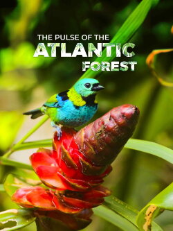 The Pulse of the Atlantic Forest (2019)