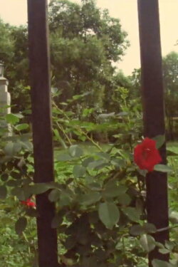 The Rose (2019)