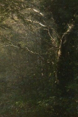 The Secluded Grove (2012)