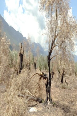 The Second Life of Burned Trees (2023)