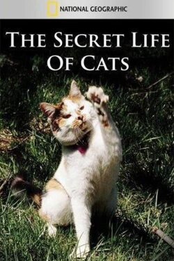 The Secret Life of Cats (1999)
