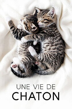 The Secret Life of Kittens (2017) The Secret Life of Kittens (2017)