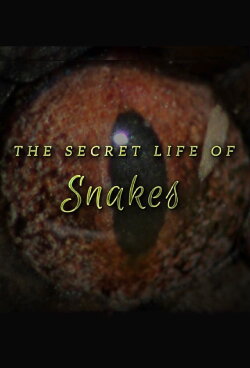 The Secret Life of Snakes (2016) The Secret Life of Snakes (2016)